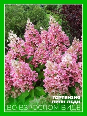 Гортензия метельчатая Пинк Леди