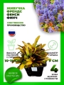 Живучка ползучая Фезеред Френдс Фенси Финч