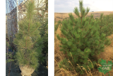 Сосна Крымская (Pinus pallasiana) 140-170 ком