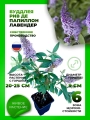 Буддлея Давида Реве де Папилон Лавендер