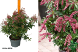 Пиерис японский Пассион (Pieris japonica Passion) Р23