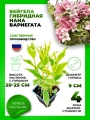 Вейгела цветущая Нана Вариегата