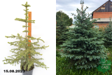 Ель колючая (Picea pungens) С5