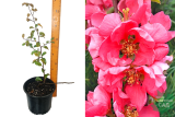 Айва великолепная Пинк Леди (Chaenomeles superba Pink Lady) С3