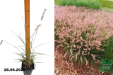 Пеннисетум восточный Фламинго (Pennisetum orientalis Flamingo) С1,5