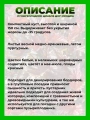 Пузыреплодник калинолистный Диабле ДOр Миндиа