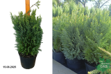Кипарисовик Лавсона Элвуди Эмпайер (Chamaecyparis lawsoniana Ellwoodii Empire) С5