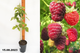 Малина Богатырь (малиновое дерево) (Rubus idaeus Bogatyr) С2,5