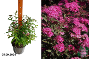 Spiraea japonica Anthony Waterer1