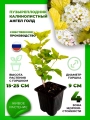 Пузыреплодник калинолистный Ангел Голд