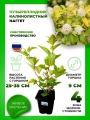 Пузыреплодник калинолистный Наггет