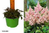 Астильба Арендса Систер Тереза (Astilbe arendsii Sister Theresa) С2 Г