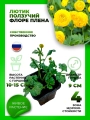 Лютик ползучий Флоре Плена