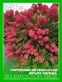 Гортензия метельчатая Фрайз Мельба
