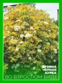 Бузина черная Ауреа
