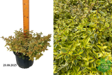 Абелия крупноцветковая Калейдоскоп (Abelia grandiflora Kaleidosckope) С3