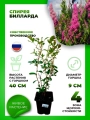 Спирея Билларда
