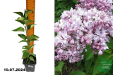 Сирень обыкновенная Монтень (Syringa vulgaris Montaigne) Р9