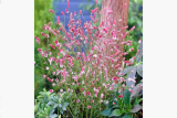 Кровохлёбка лекарственная Пинк Танна (Sanguisorba officinalis Pink Tanna) Р9