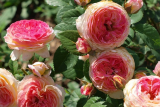 Роза шраб Розоман Жаннон (Rosa Shrub Rosomane Janon) С6