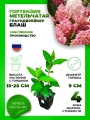Гортензия метельчатая Граундбрейкер Блаш