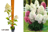 Гортензия метельчатая Роял Фловер (Hydrangea paniculata Royal Flower) Р9