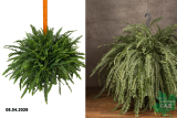 Папоротник Нефролепис Грин Леди (Nehprolepis Green Lady) Р20