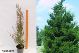 Можжевельник виргинский Канаэрти (Juniperus virginiana Canaertii) С3
