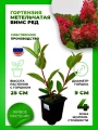 Гортензия метельчатая Вимс Ред