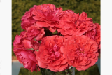 Роза шраб Ютерсенс Розенконигин (Rosa Shrub Uetersens Rosenkonigin) С7