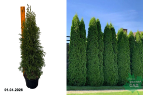 туя смарагд с5