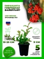 Пираканта гибридная Файерлайт