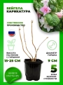 Вейгела цветущая Карикатура