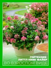 Гортензия метельчатая Литтл Квик Файер