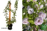 Дейция Розеа Плена (Deutzia Rosea Plena) С3 лс