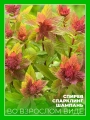 Спирея японская Спарклинг Шампань