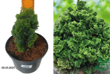 Кипарисовик тупой Нана Грациллис (Chamaecyparis obtusa Nana Gracilis) С2,5