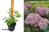 Гортензия древовидная Аннабель (Hydrangea arborescens Annabelle) С3 лс