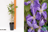 Клематис Жакмана Тай Дай (Clematis Jackmanii Tie Dye) C2.5