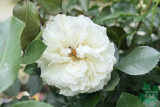 Роза почвопокровная Бланк Мейяндекор (Rosa Groundcover Blanc Meillandecor) С6