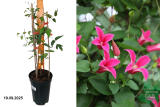 Клематис гибридный Принцесса Диана (Clematis Princess Diana) С2,5 лс