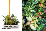 Аглаонема микс (Aglaonema) Р12