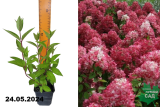 Гортензия Мэджикал Везувио (Hydrangea paniculata Magical Vesuvio) Р9