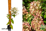 Гортензия метельчатая Пастель Грин (Hydrangea paniculata Pastelgreen) Р9