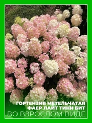 Гортензия метельчатая Файер Лайт Тини Бит