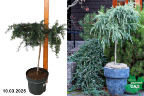 Cedrus deod. Feelin Blue