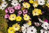 Остеоспермум (Osteospermum mix) микс Р10,5