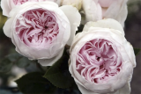 Роза флорибунда Герцогиня Кристиана (Rosa Floribunda Herzogin Christiana) ОКС