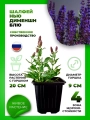Шалфей дубравный Нью Дименшн Блю