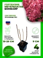 Гортензия метельчатая Бонфайр